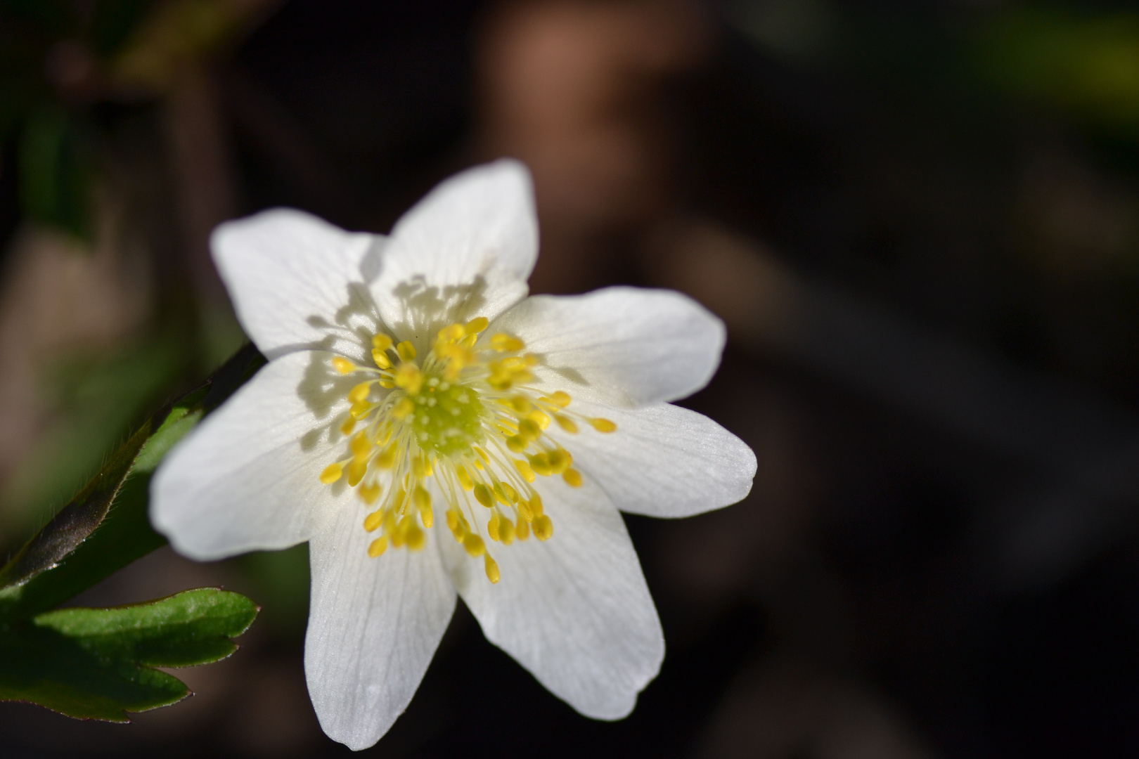 Petite Fleur