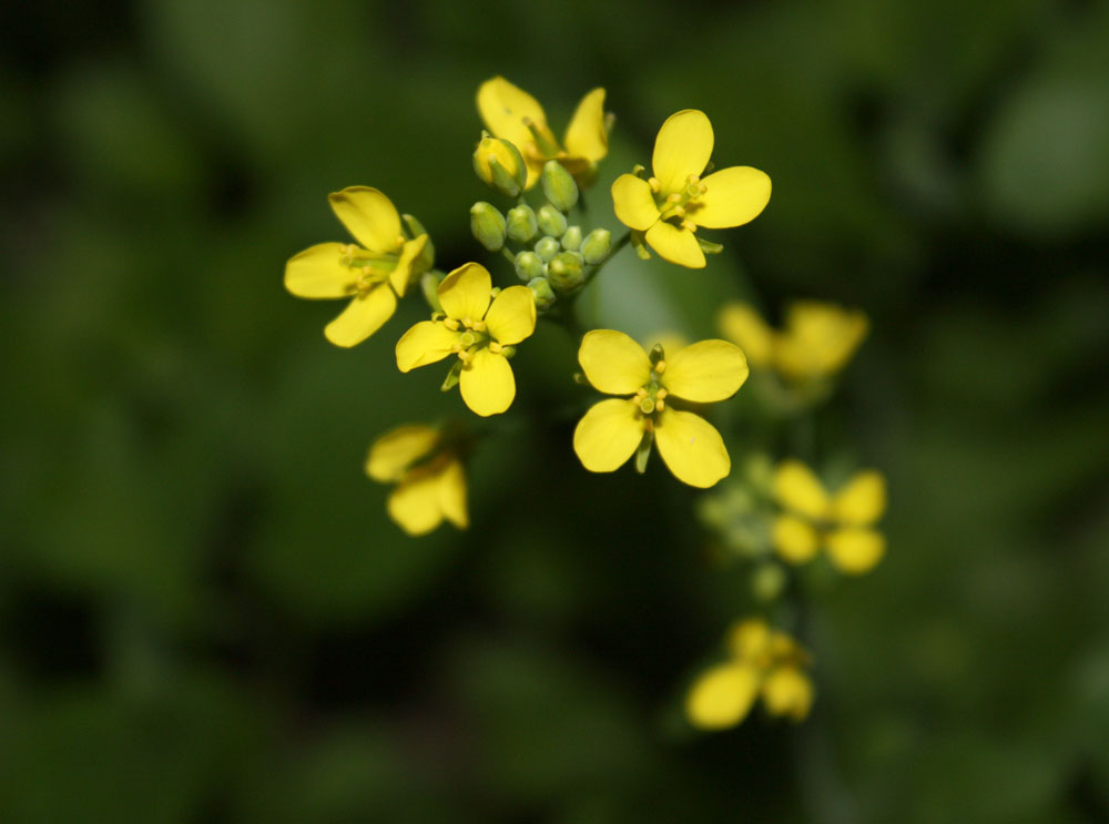 petite fleur