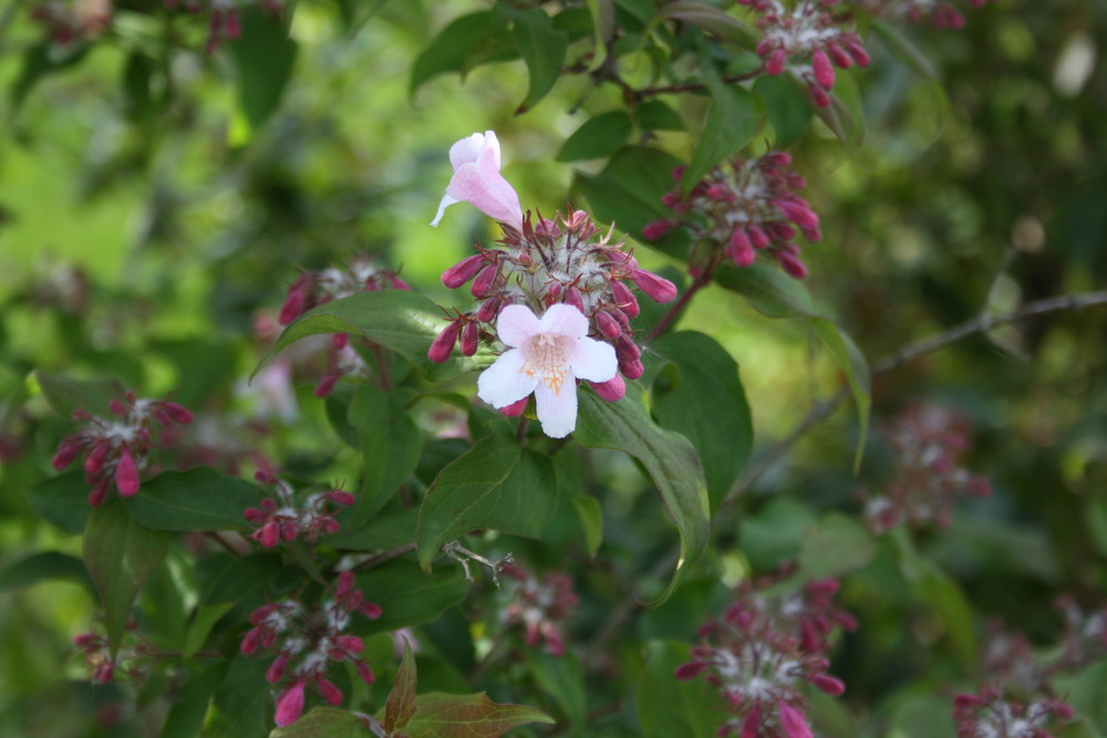 Petite fleur de Bretagne