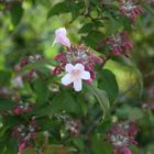 Petite fleur de Bretagne