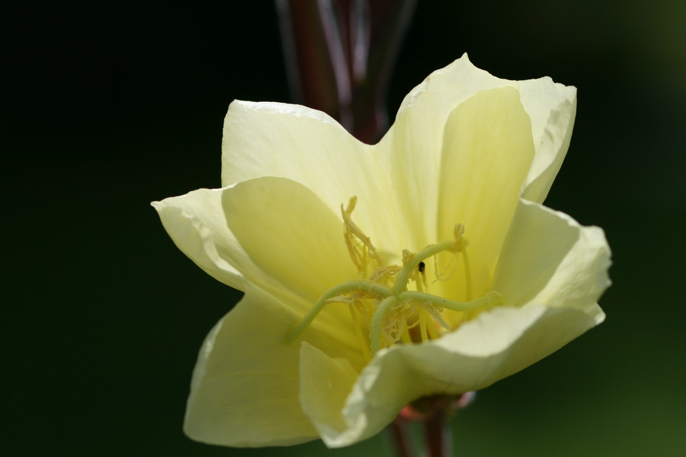 petite fleur de jardin