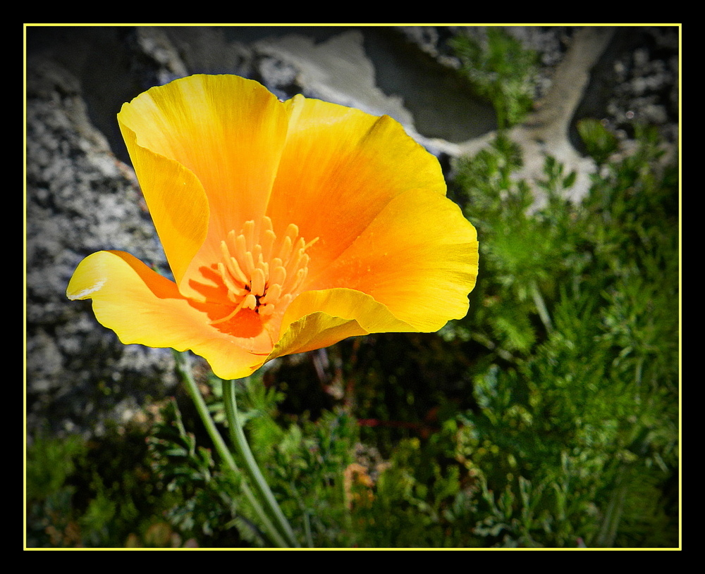 petite fleur de mon jardin