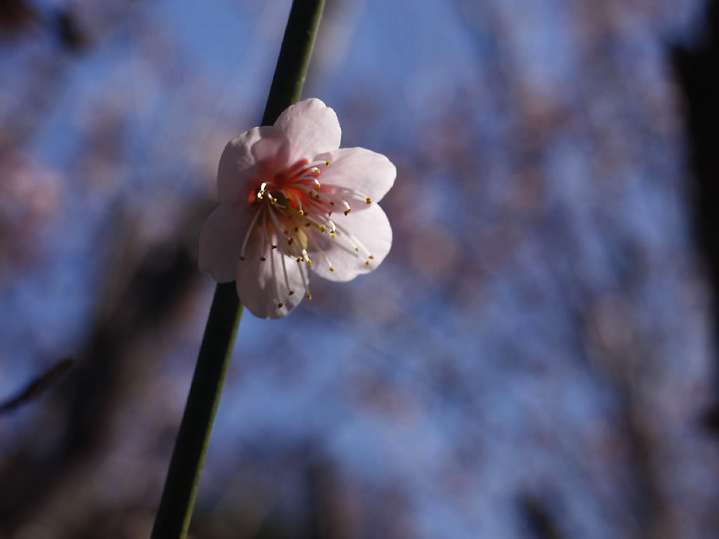 Petite fleur de prunier
