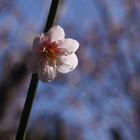 Petite fleur de prunier