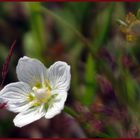  petite fleur des alpes....