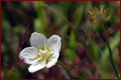  petite fleur des alpes....