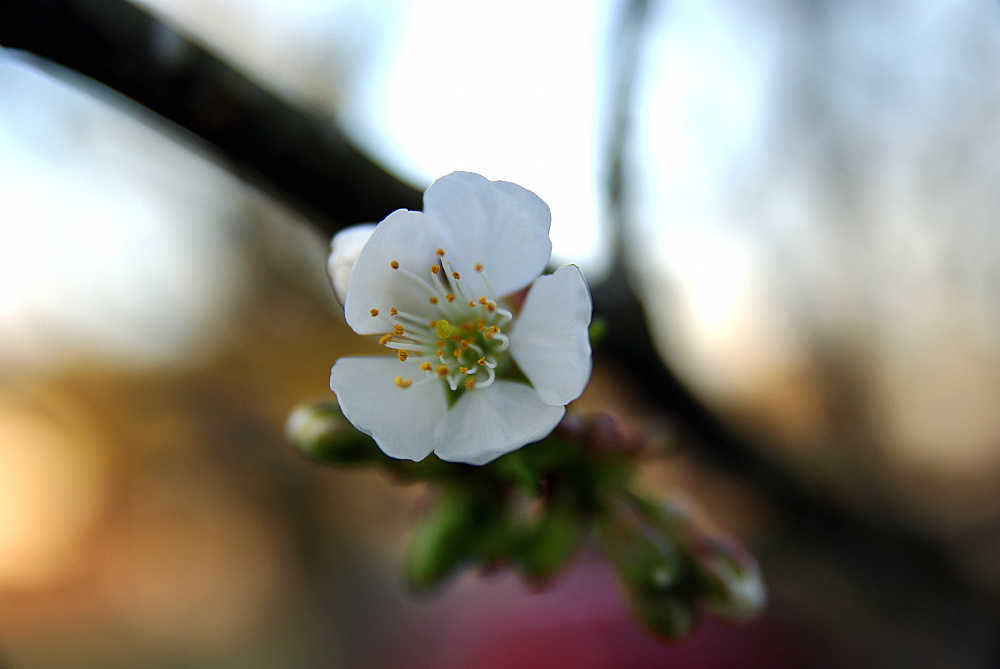 Petite fleur des arbres