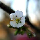 Petite fleur des arbres