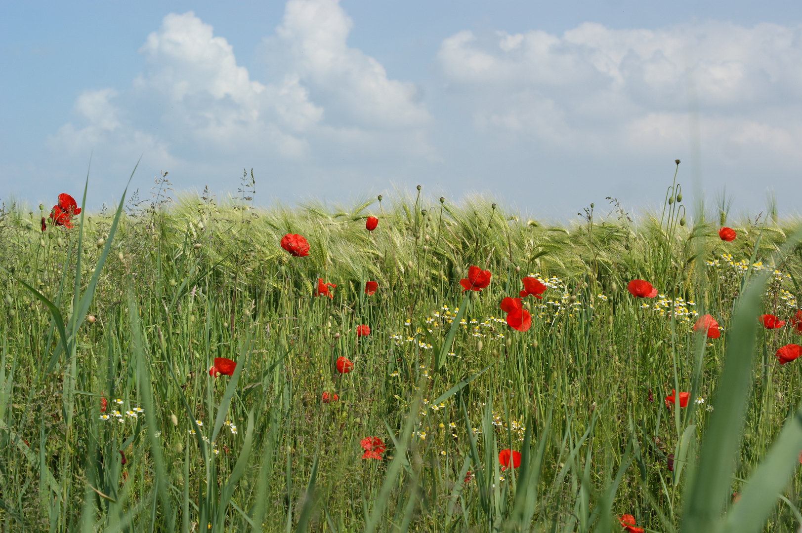 petite fleur des champs