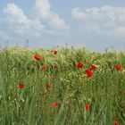 petite fleur des champs