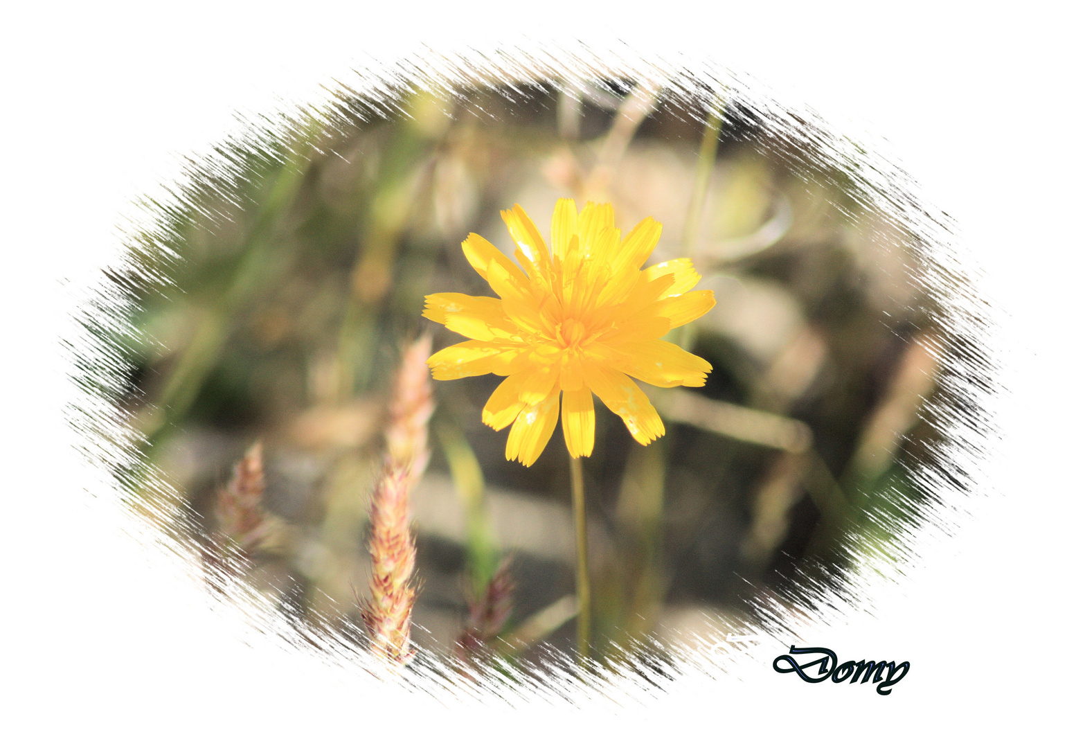 Petite fleur des champs ...