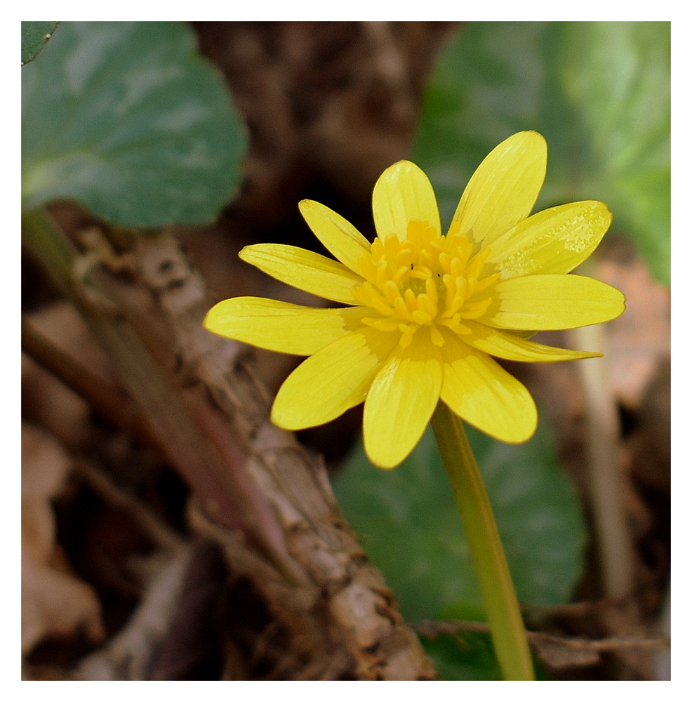 petite fleur des champs