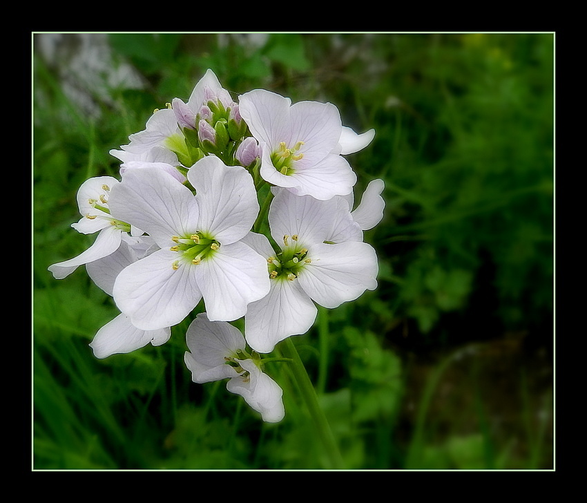 petite fleur des champs