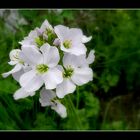 petite fleur des champs