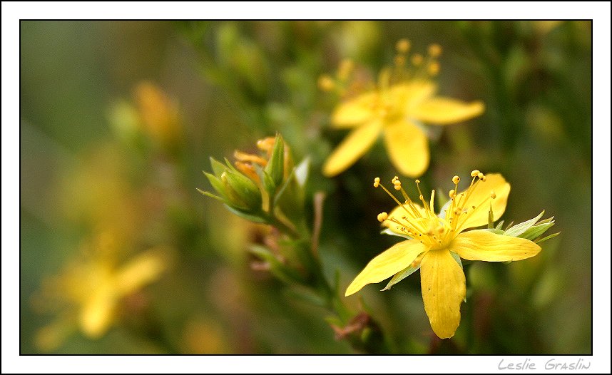 petite fleur d'été...