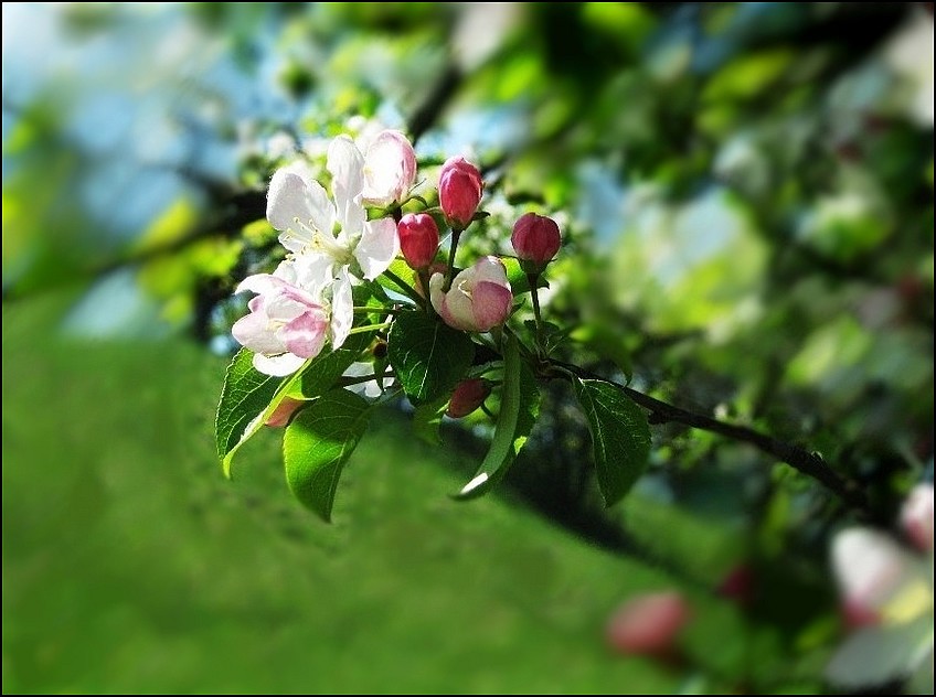 Petite fleur deviendra pomme !