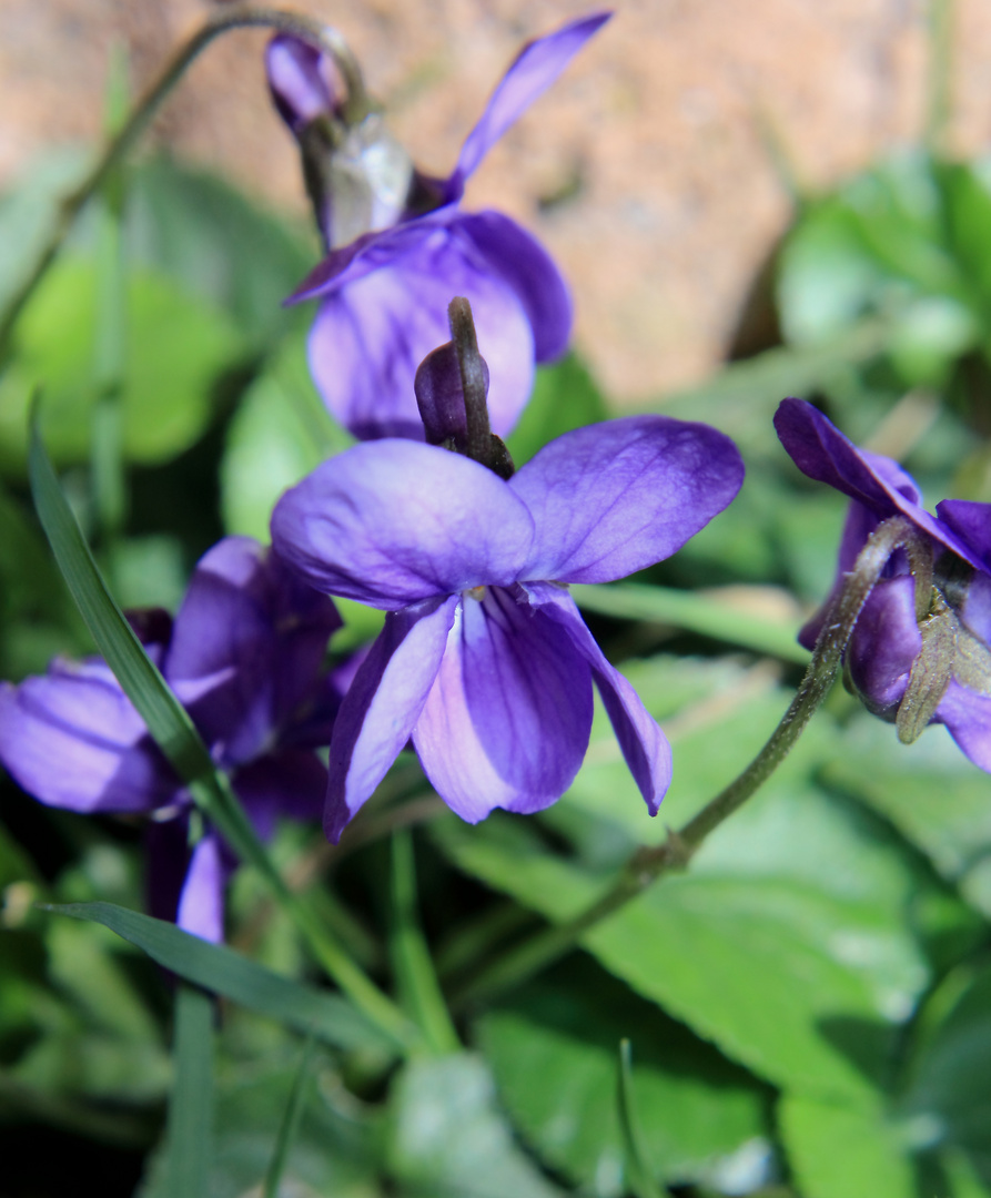 Petite fleur du jardin