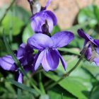 Petite fleur du jardin