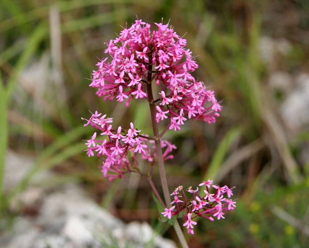 petite fleur du plateau de la justice