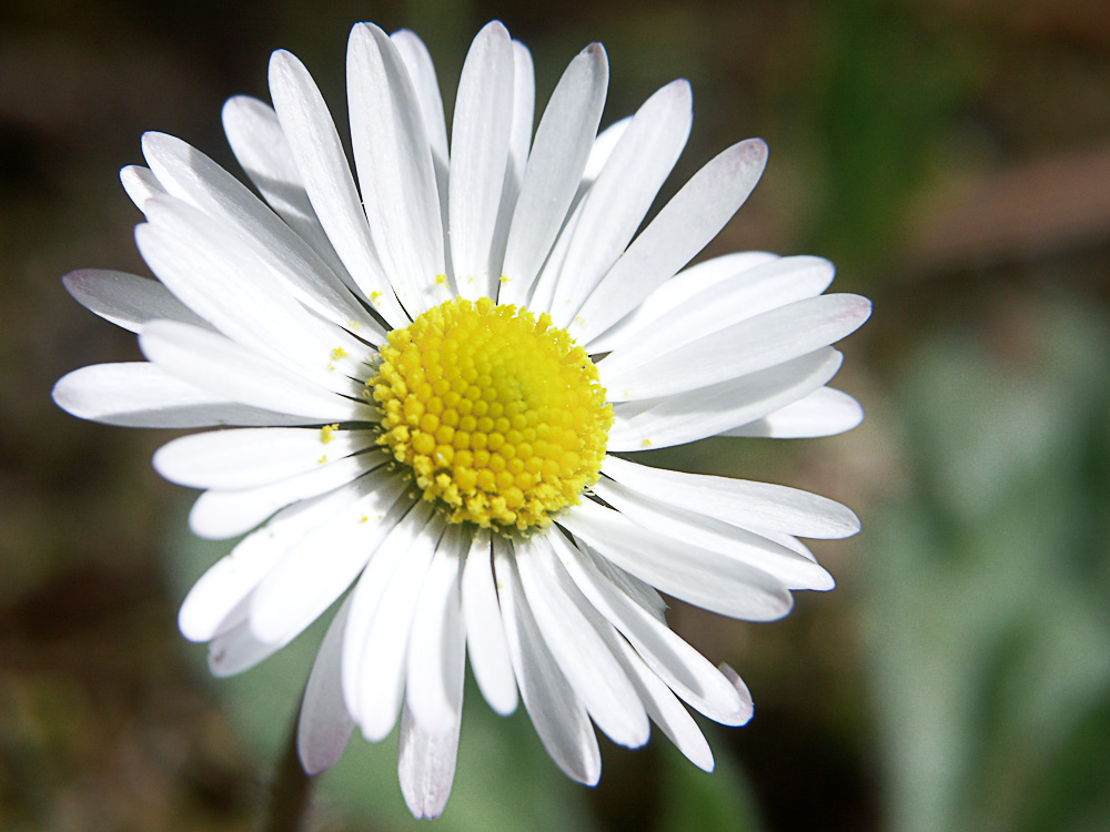 Petite fleur