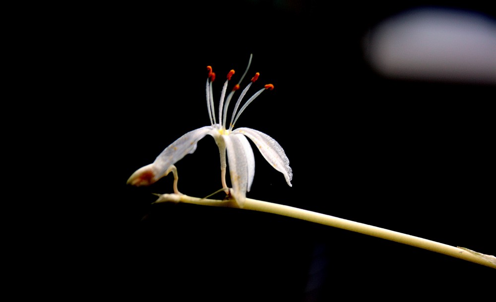 Petite fleur