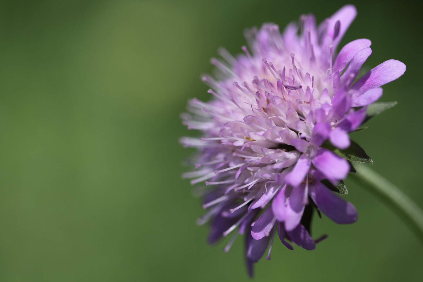 petite fleur