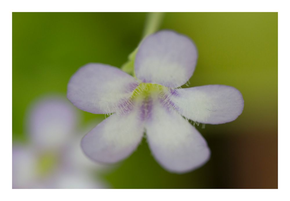 Petite Fleur