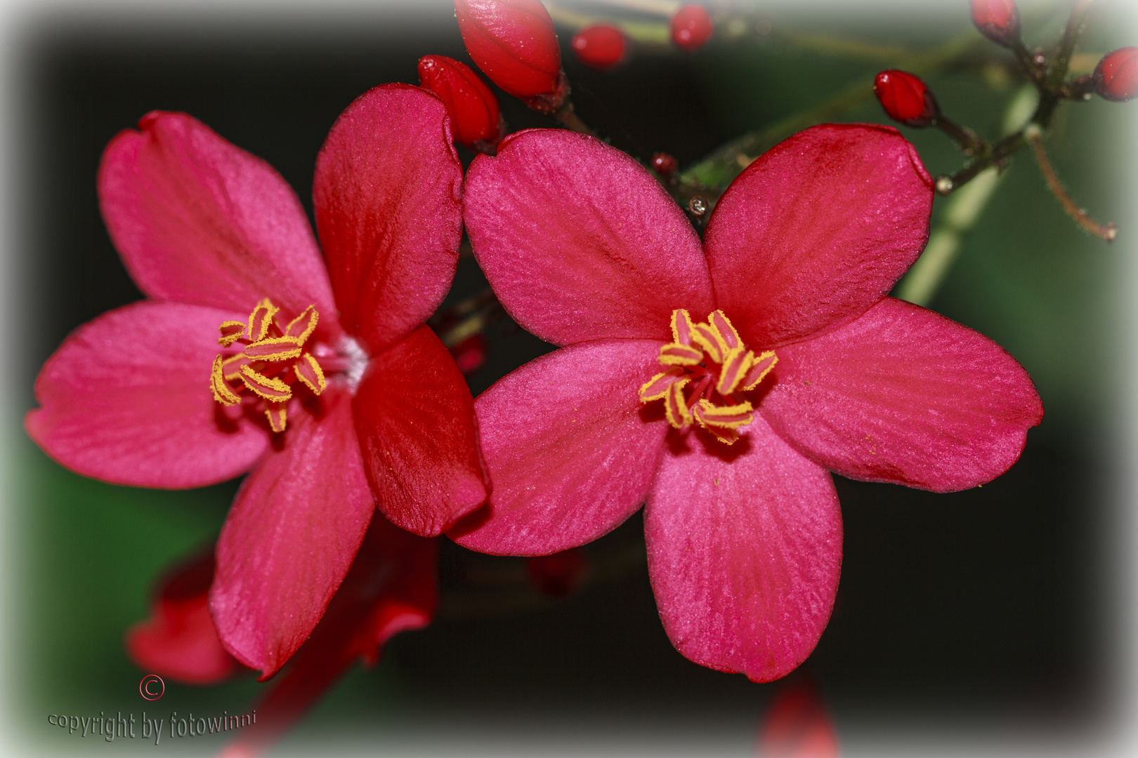 petite fleur