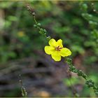 Petite fleur jaune sauvage