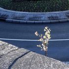 petite fleur perdue dans la ville haute