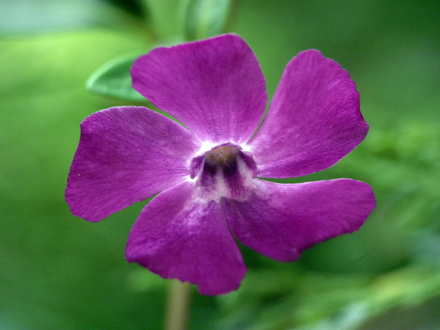 Petite fleur persistante