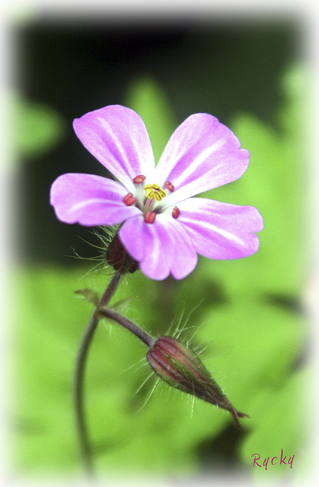 Petite fleur sauvage...