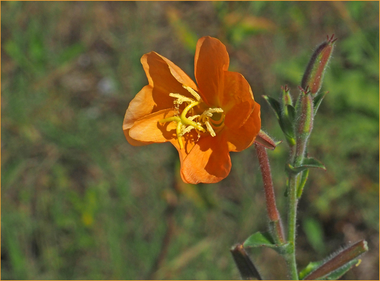 Petite fleur sauvage orange