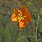 Petite fleur sauvage orange
