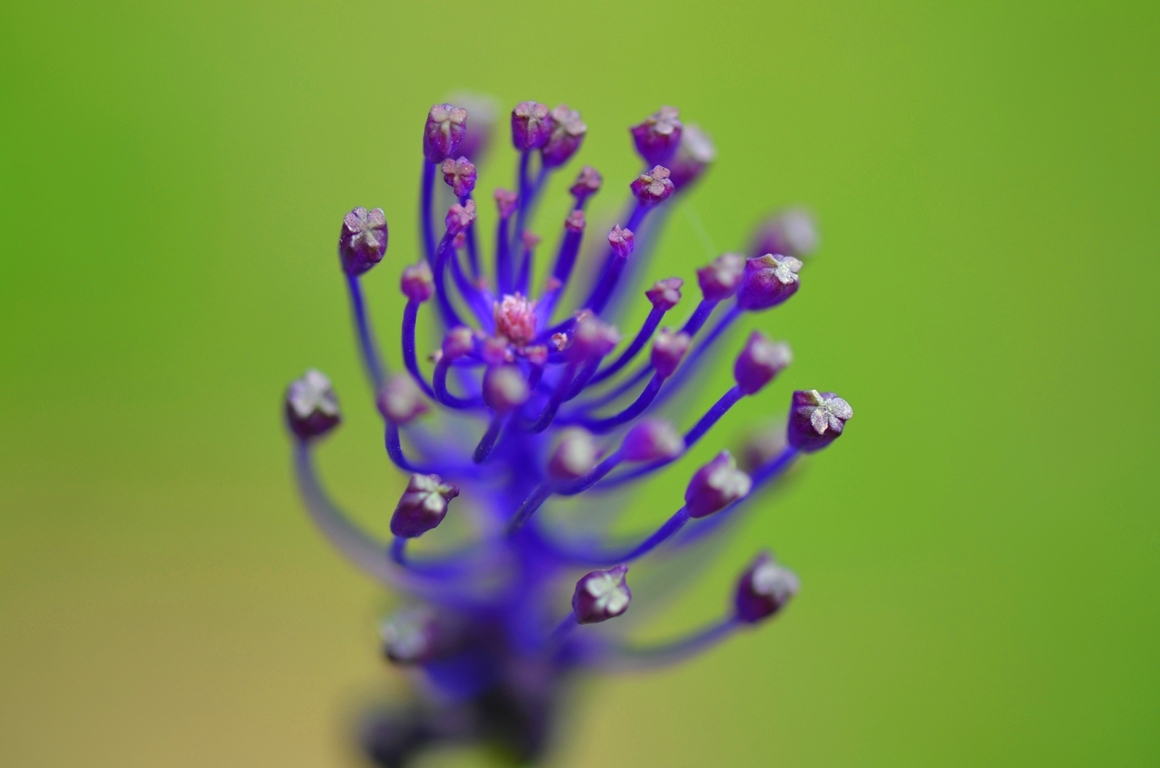 Petite fleur sauvage violette. photo et image | macro nature, macro fleurs,  en ce 8 mai Images fotocommunity