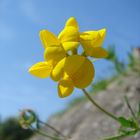 Petite fleur seule