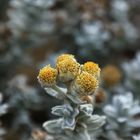 petite fleur sur la dune !