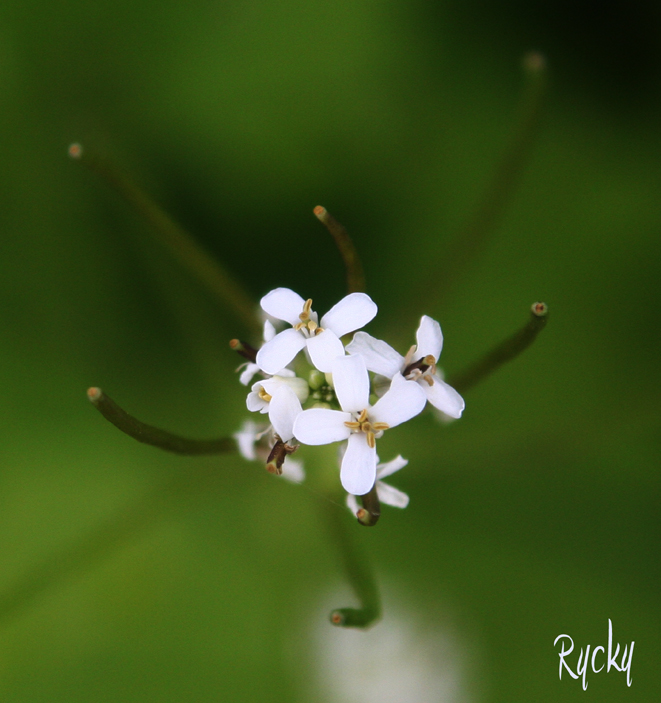 Petite Fleur...innocente...