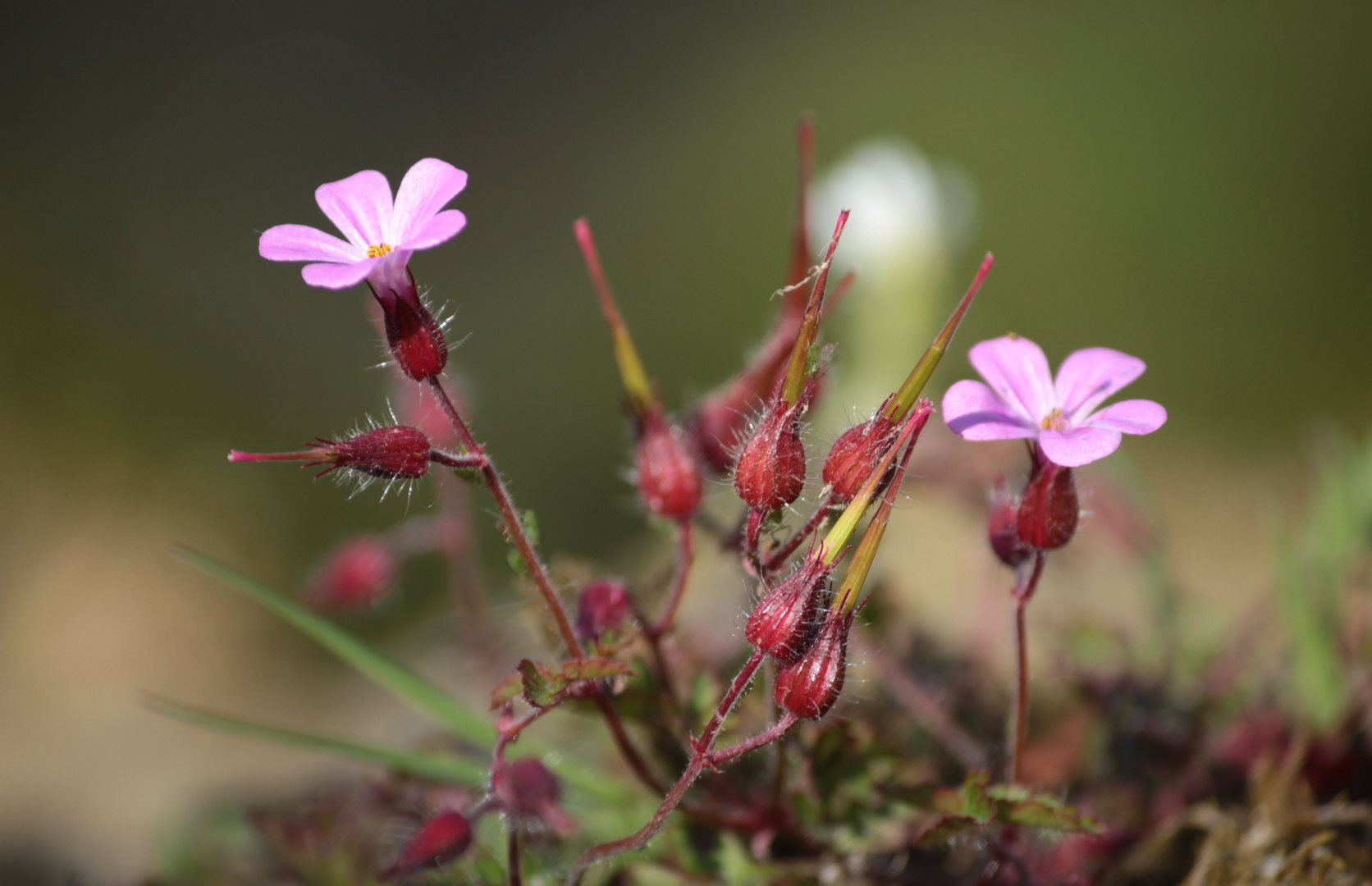 petite fleurs roses