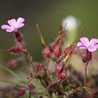 petite fleurs roses