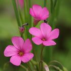 petite fleurs roses pastel