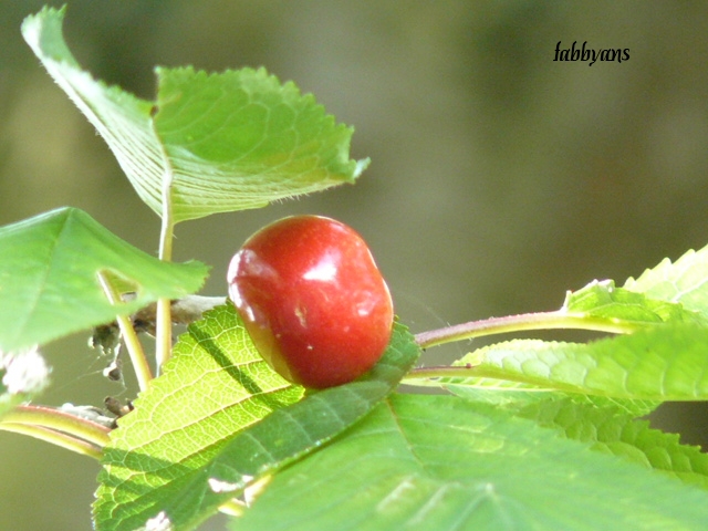 petite gourmandise