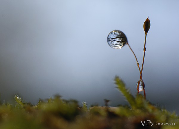 petite goutte dans la mousse