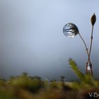 petite goutte dans la mousse