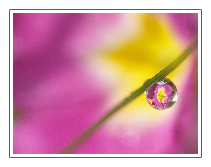 petite goutte de rosée