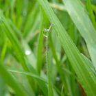 petite goutte en suspension