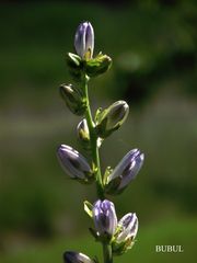 PETITE GRAPPE MAUVE