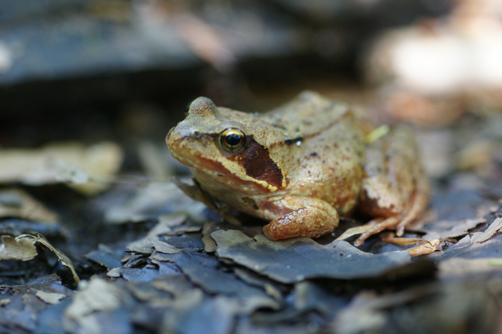 Petite grenouille...