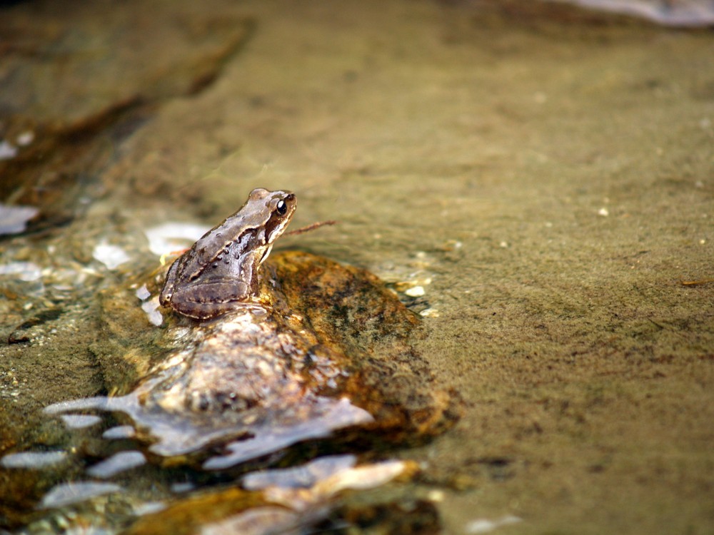 Petite grenouille