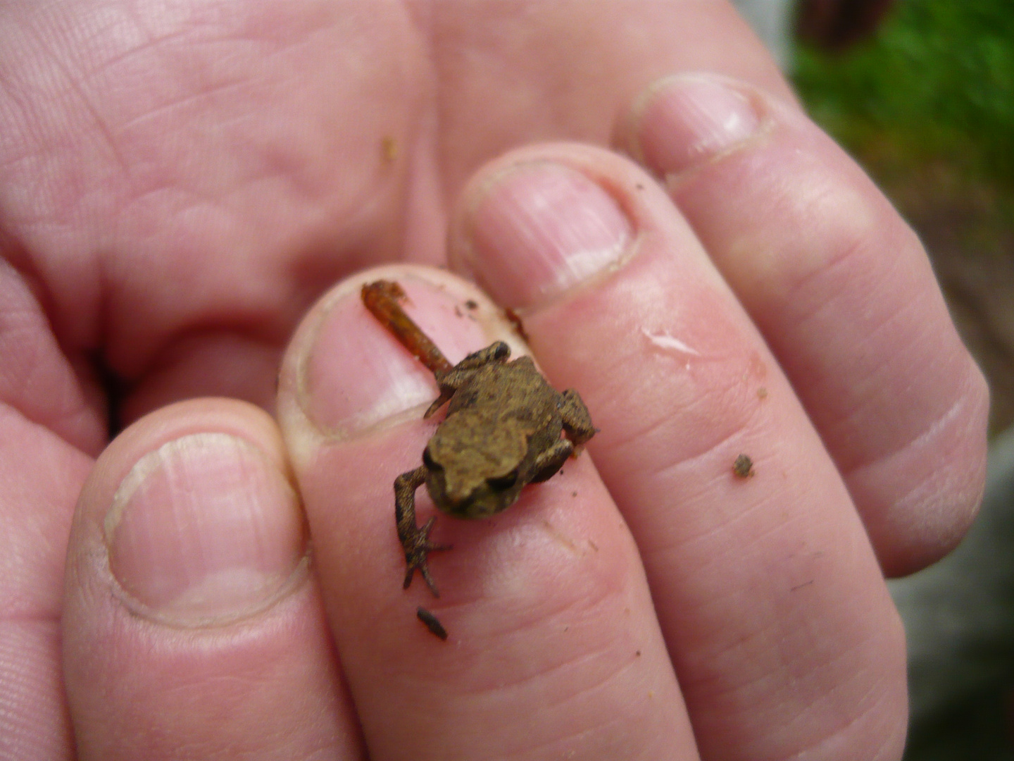 Petite grenouille